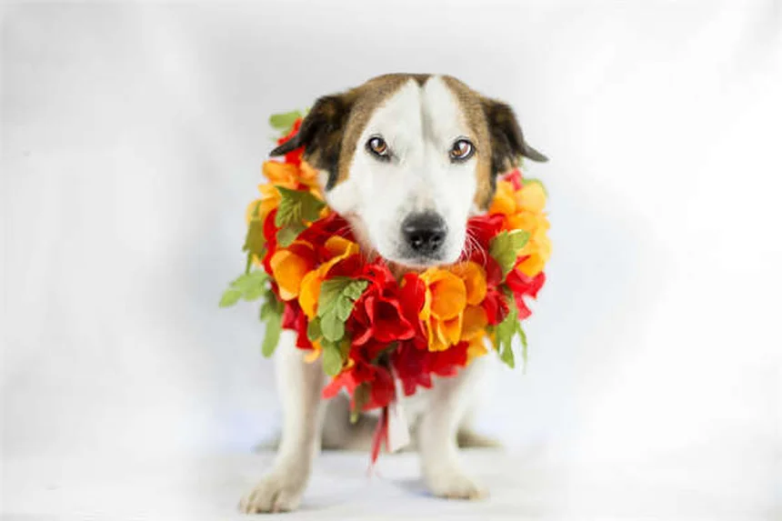 Gigantische Hunderassen: Gesundheitsrisiken und Pflegetipps für Riesen