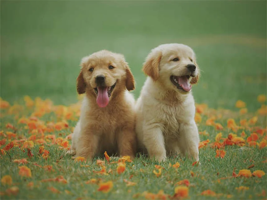 Zecken bei Hunden: Können sie springen? 5 wichtige Fakten für Hundebesitzer