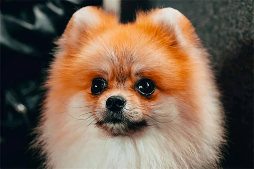 Zecken bei Hunden: Können sie springen? 5 wichtige Fakten für Hundebesitzer