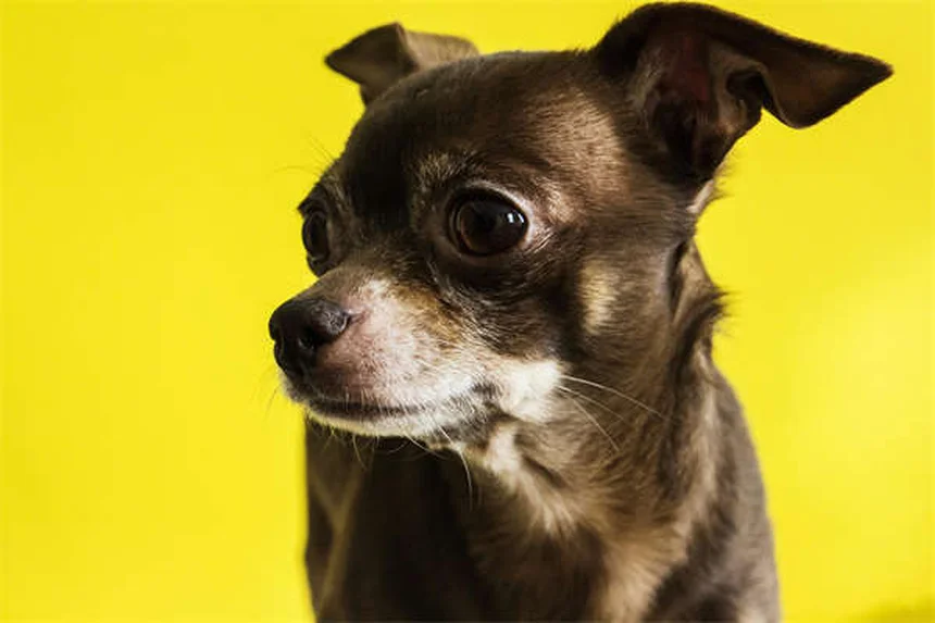 Hasenkäfig: Die ultimative Größen- und Einrichtungsanleitung 2024